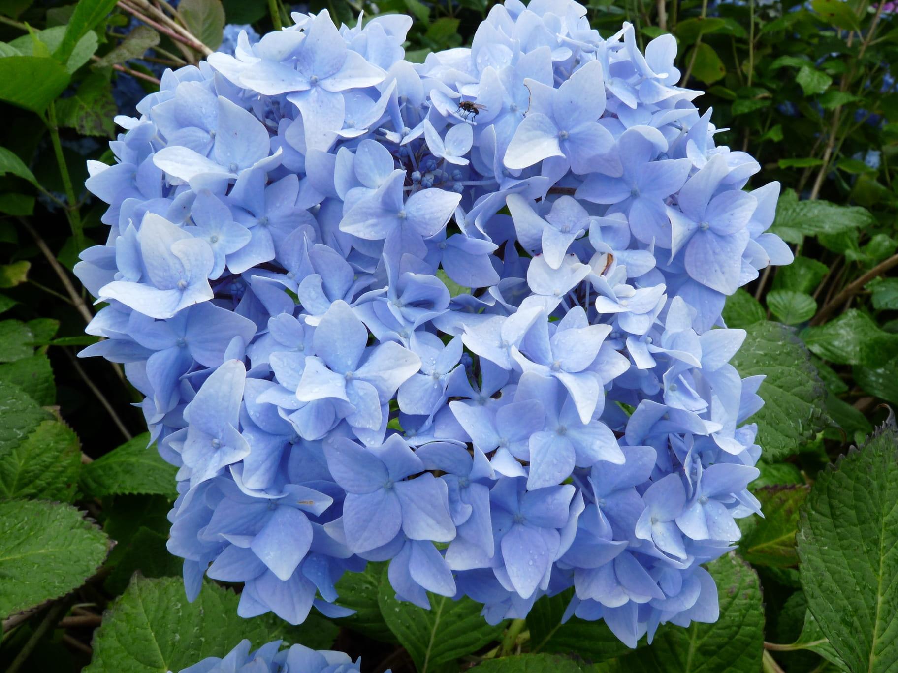 Hydrangea Macrophylla Nikko Blue - View 11 from www redcrocus com