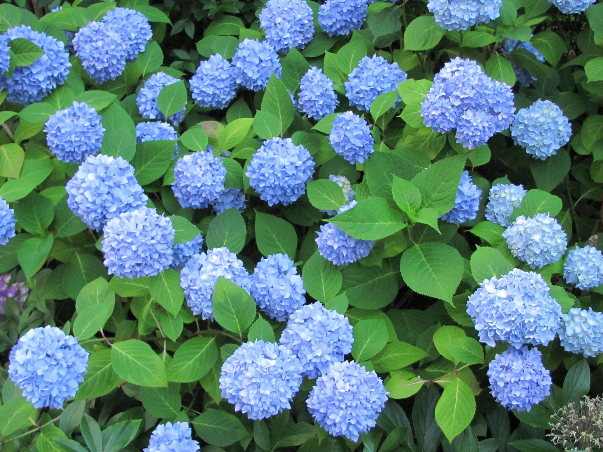 Hydrangea Macrophylla Nikko Blue - View 12 from www redcrocus com