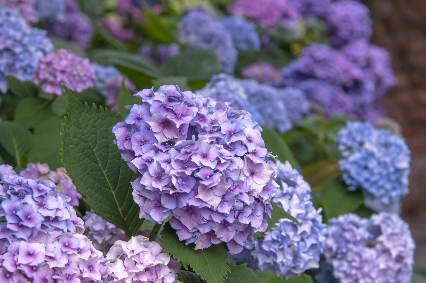 Hydrangea Macrophylla Nikko Blue - View 13 from www redcrocus com