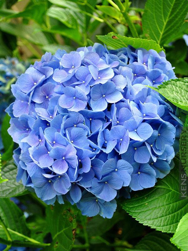 Hydrangea Macrophylla Nikko Blue - View 14 from www redcrocus com