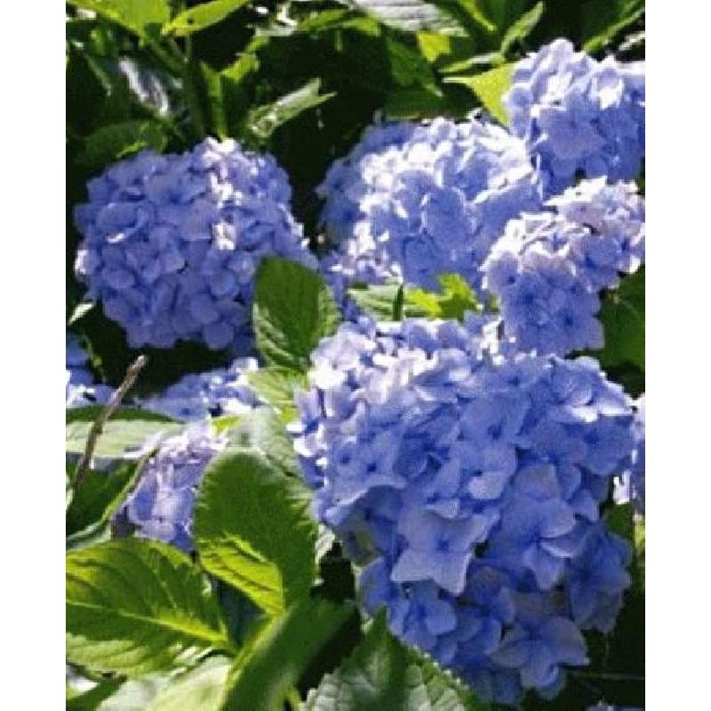 Hydrangea Macrophylla Nikko Blue - View 15 from www redcrocus com