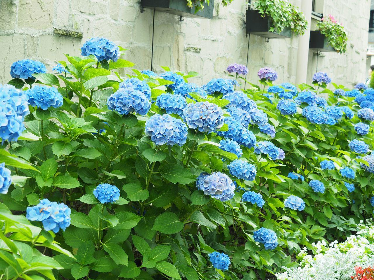 Hydrangea Macrophylla Nikko Blue - View 18 from www redcrocus com