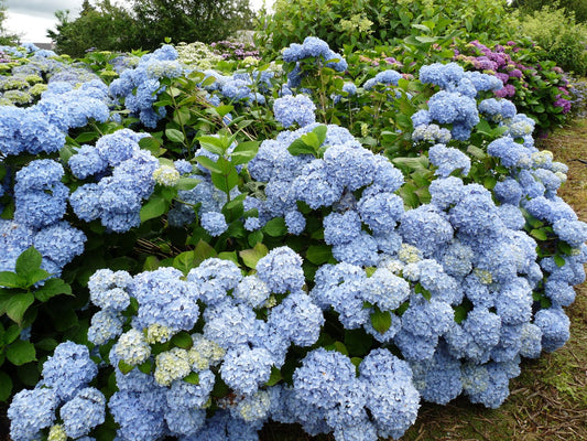 Hydrangea Macrophylla Nikko Blue - View 1 from www redcrocus com