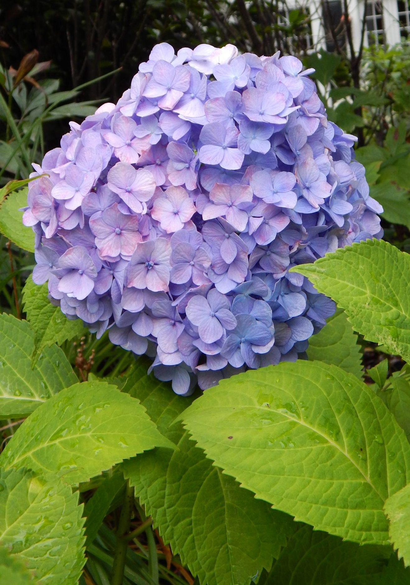 Hydrangea Macrophylla Nikko Blue - View 6 from www redcrocus com