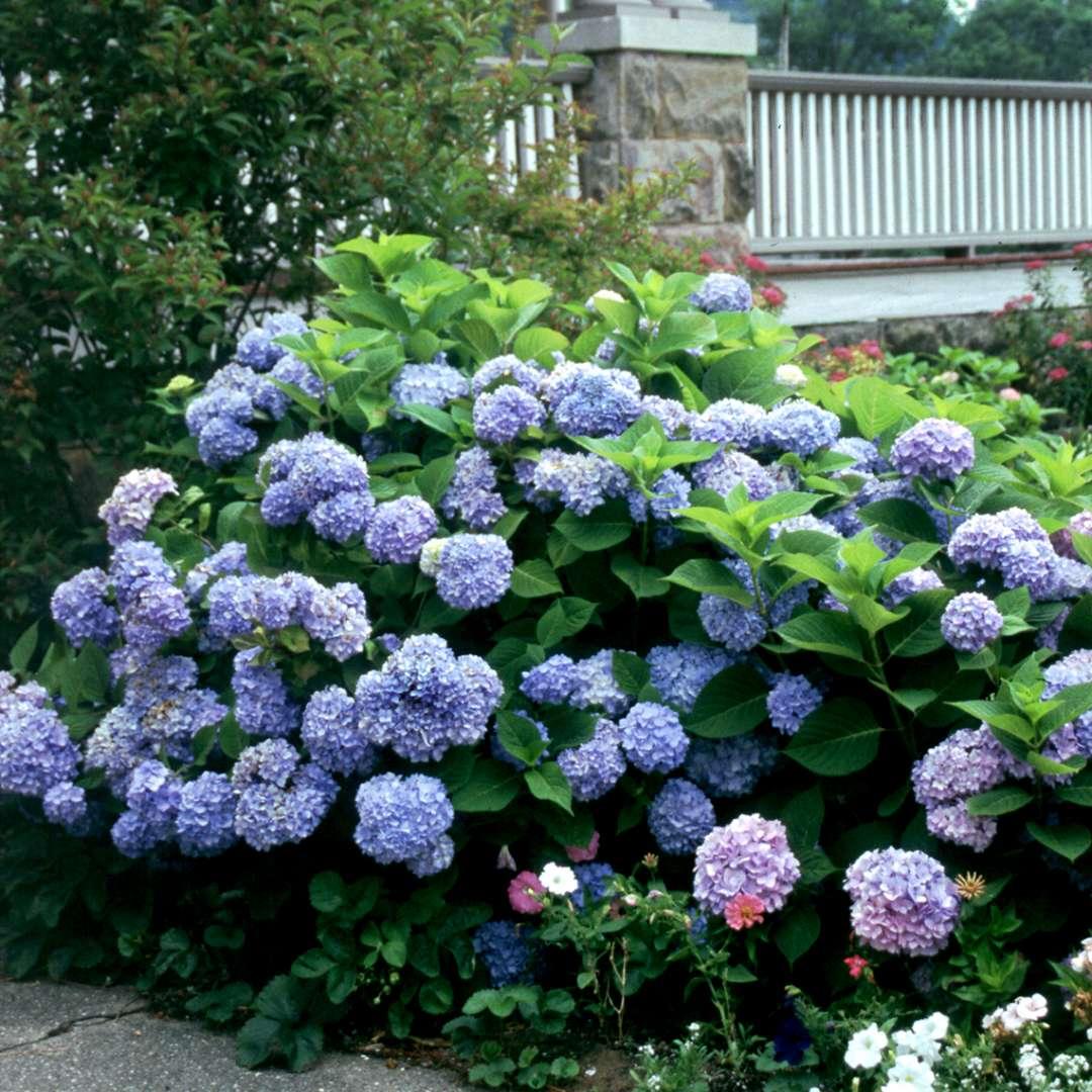Hydrangea Macrophylla Nikko Blue - View 7 from www redcrocus com