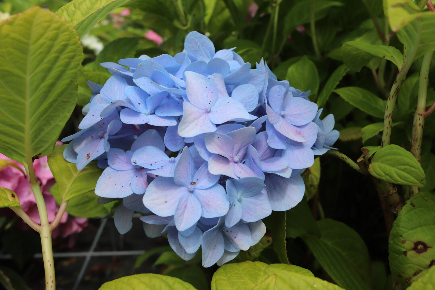 Hydrangea Macrophylla Nikko Blue - View 8 from www redcrocus com