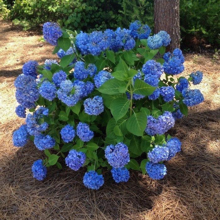 Hydrangea Macrophylla Nikko Blue - View 9 from www redcrocus com