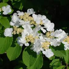 RedCrocus Popcorn Snowball Viburnum | Beautiful White Flower Clusters | Hardy, Deciduous Shrub for Garden & Landscape 10 Gallon
