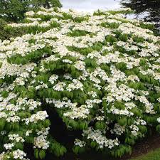 RedCrocus Popcorn Snowball Viburnum | Beautiful White Flower Clusters | Hardy, Deciduous Shrub for Garden & Landscape 10 Gallon