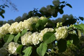 RedCrocus Popcorn Snowball Viburnum | Beautiful White Flower Clusters | Hardy, Deciduous Shrub for Garden & Landscape 10 Gallon