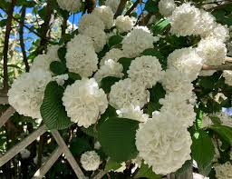 RedCrocus Popcorn Snowball Viburnum | Beautiful White Flower Clusters | Hardy, Deciduous Shrub for Garden & Landscape 10 Gallon