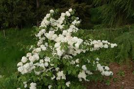 RedCrocus Popcorn Snowball Viburnum | Beautiful White Flower Clusters | Hardy, Deciduous Shrub for Garden & Landscape 10 Gallon