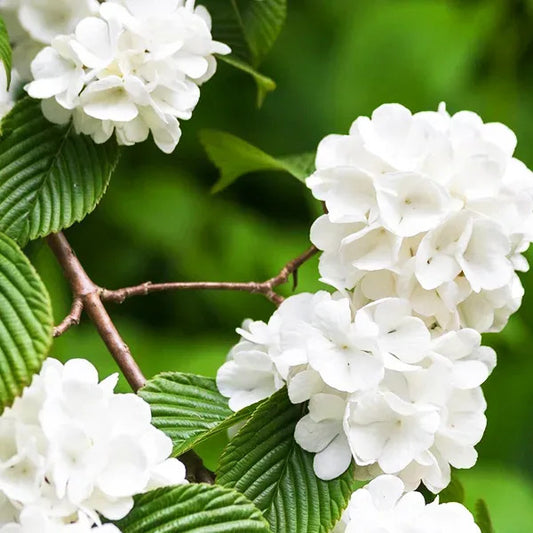 RedCrocus Popcorn Snowball Viburnum | Beautiful White Flower Clusters | Hardy, Deciduous Shrub for Garden & Landscape 10 Gallon