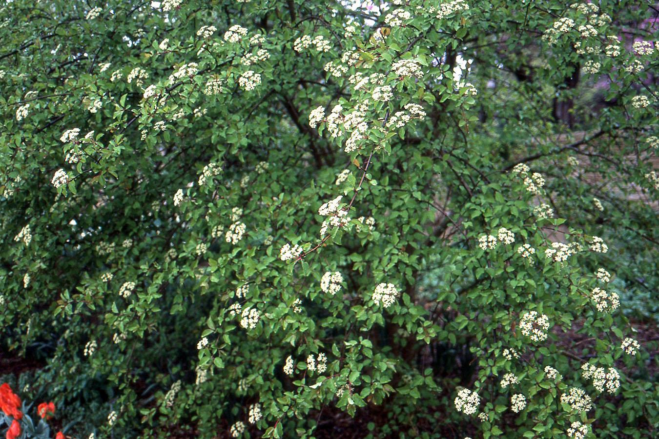 Viburnum Prunifolium - View 13 from www redcrocus com