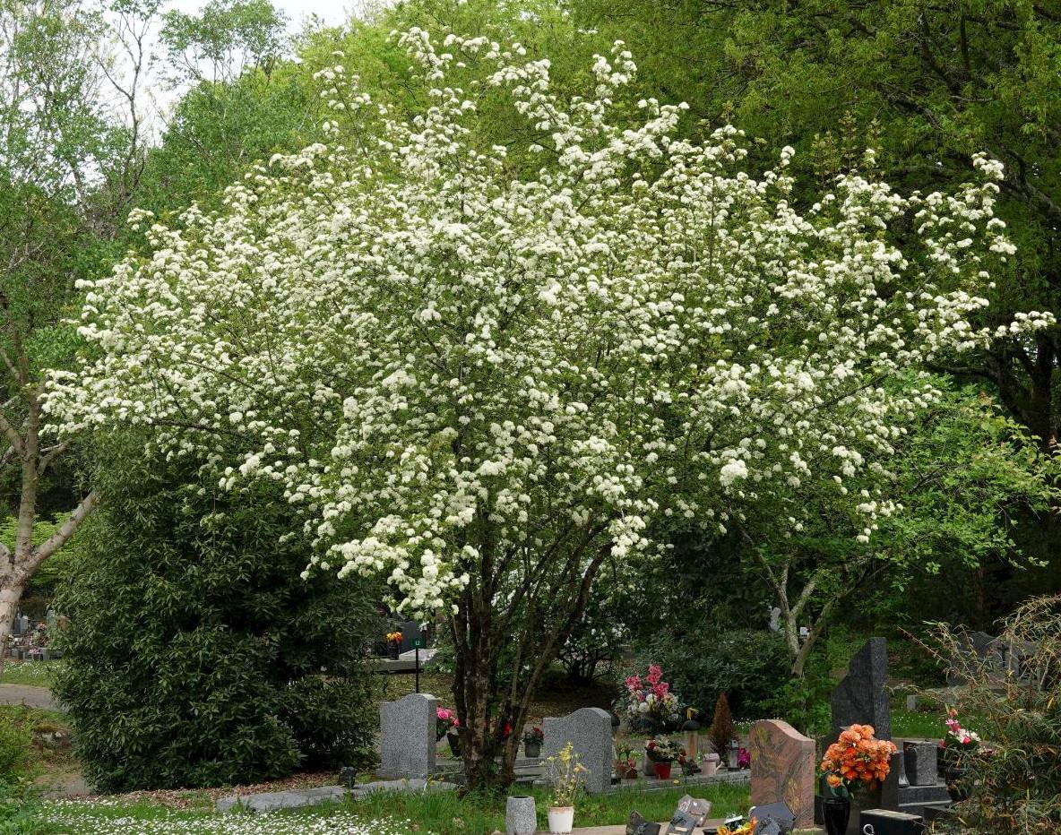 Viburnum Prunifolium - View 16 from www redcrocus com