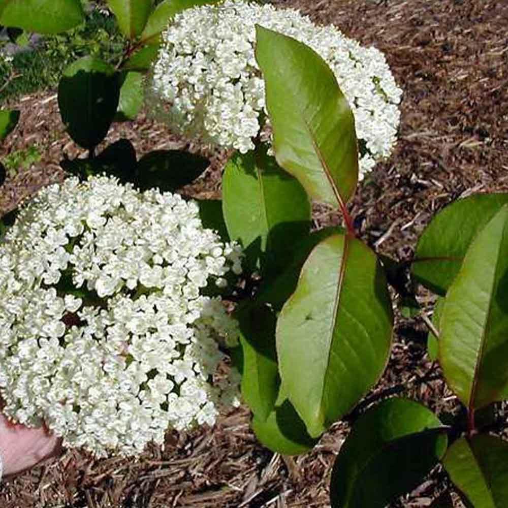 Viburnum Prunifolium - View 19 from www redcrocus com