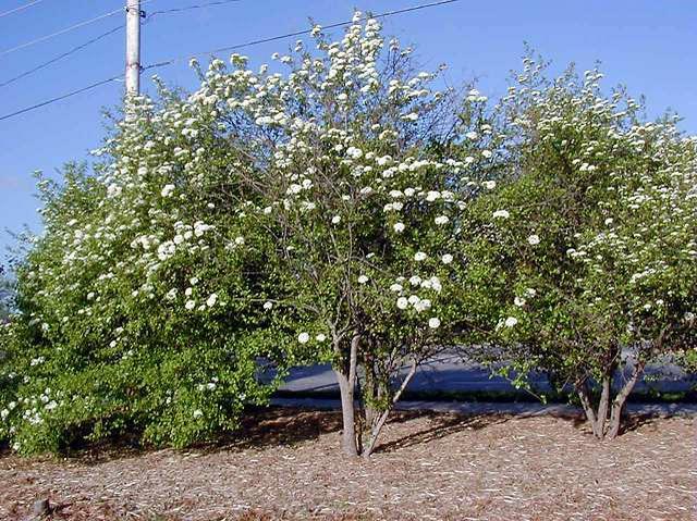 Viburnum Prunifolium - View 1 from www redcrocus com