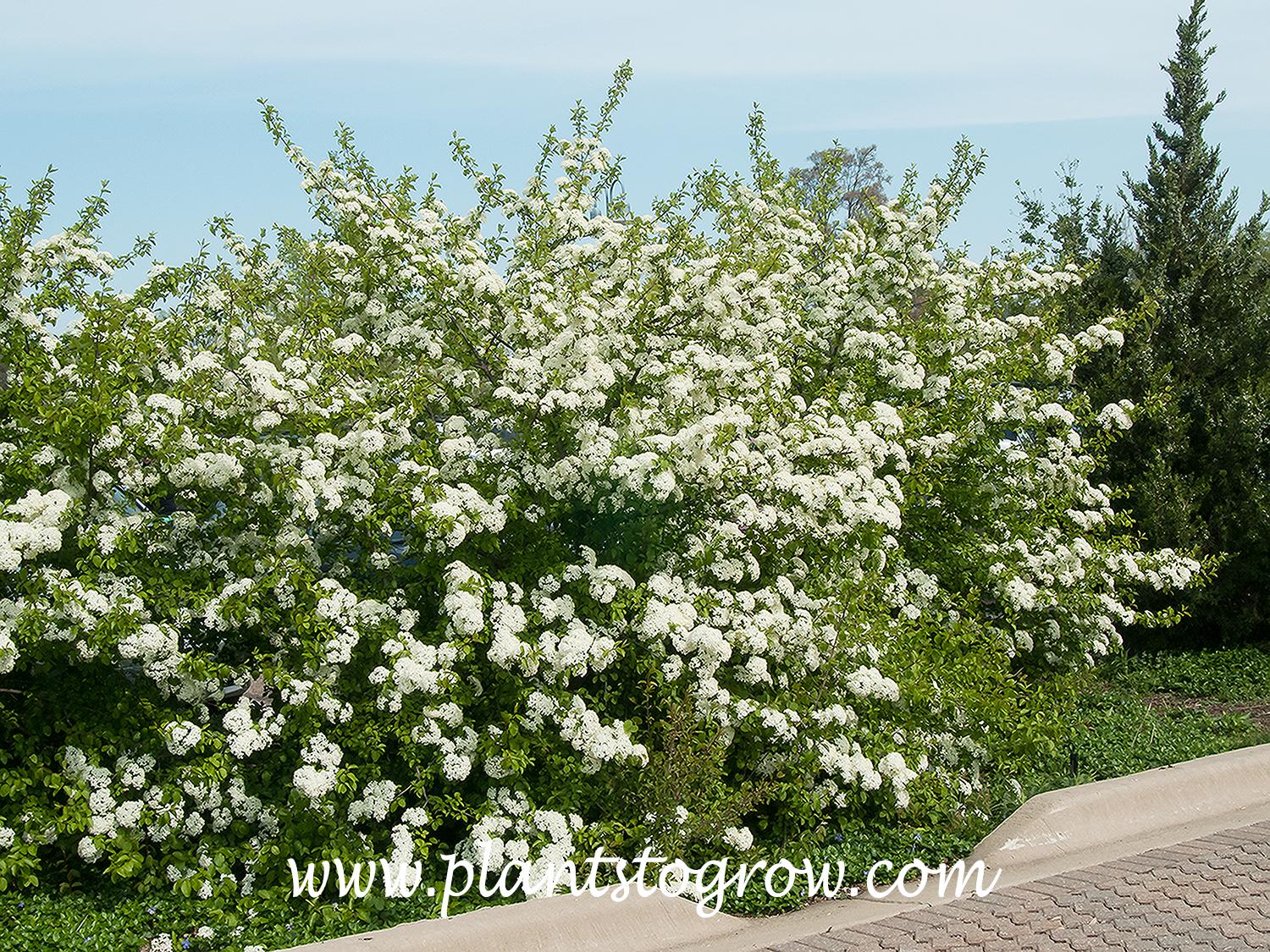 Viburnum Prunifolium - View 21 from www redcrocus com