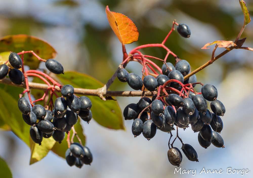 Viburnum Prunifolium - View 26 from www redcrocus com