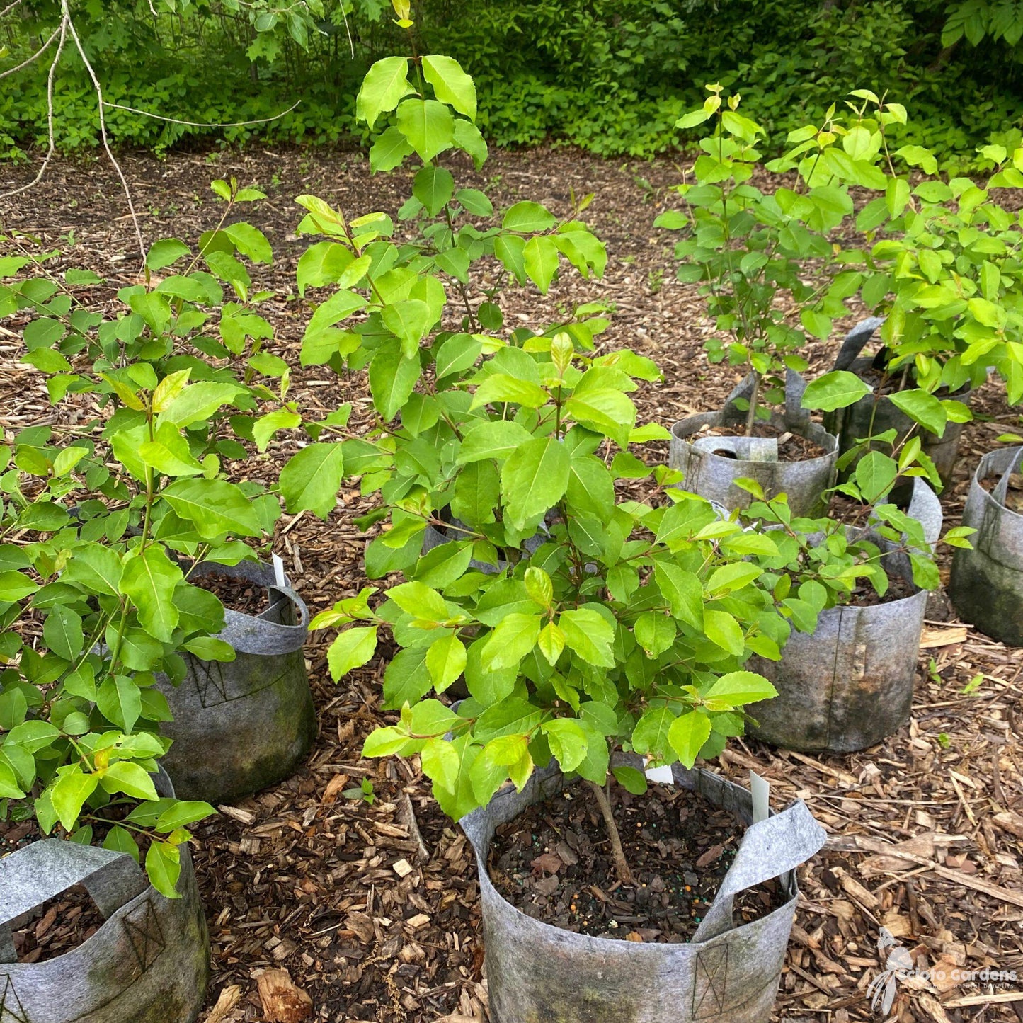 Viburnum Prunifolium - View 27 from www redcrocus com