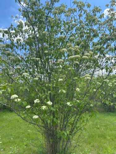 Viburnum Prunifolium - View 2 from www redcrocus com