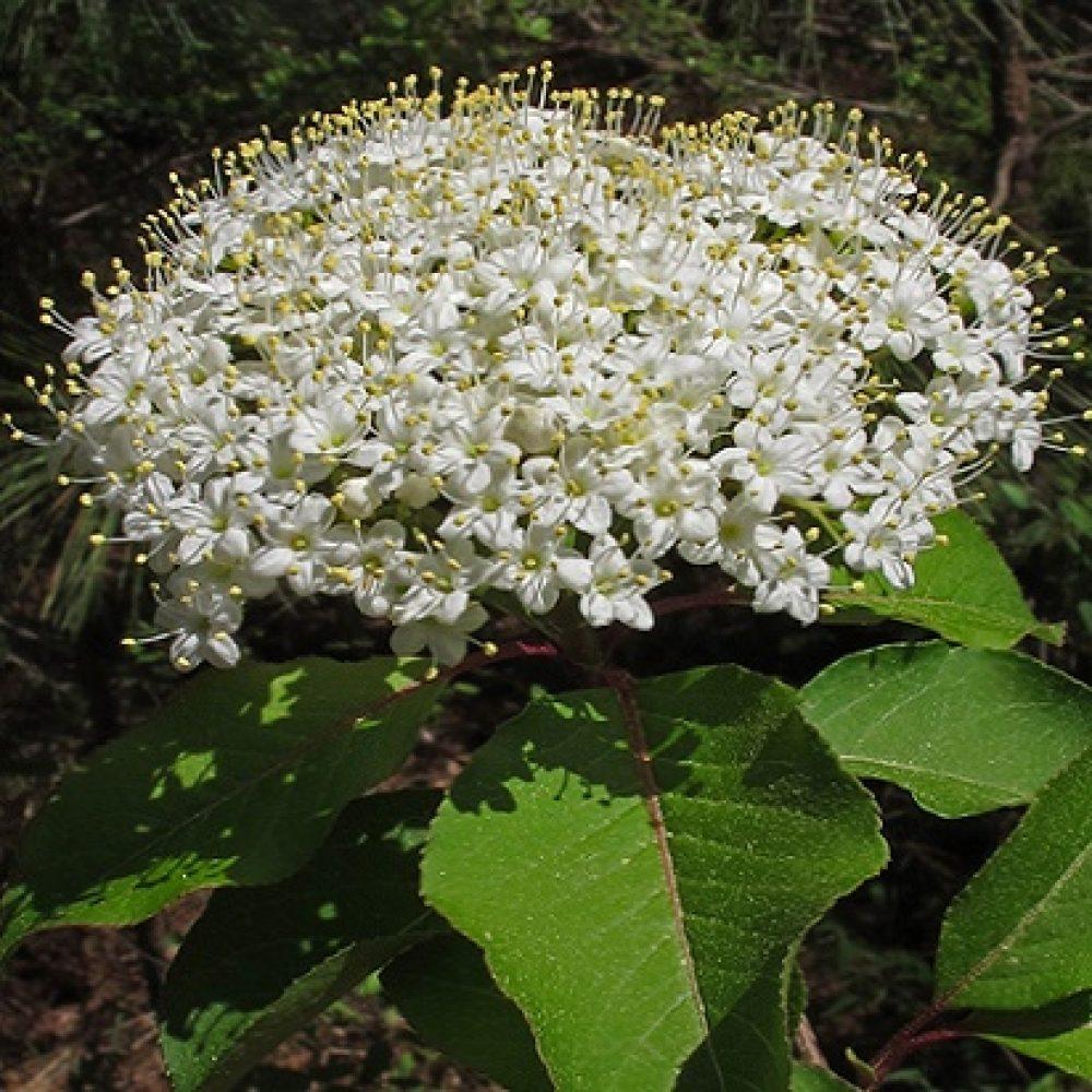 Viburnum Prunifolium - View 32 from www redcrocus com
