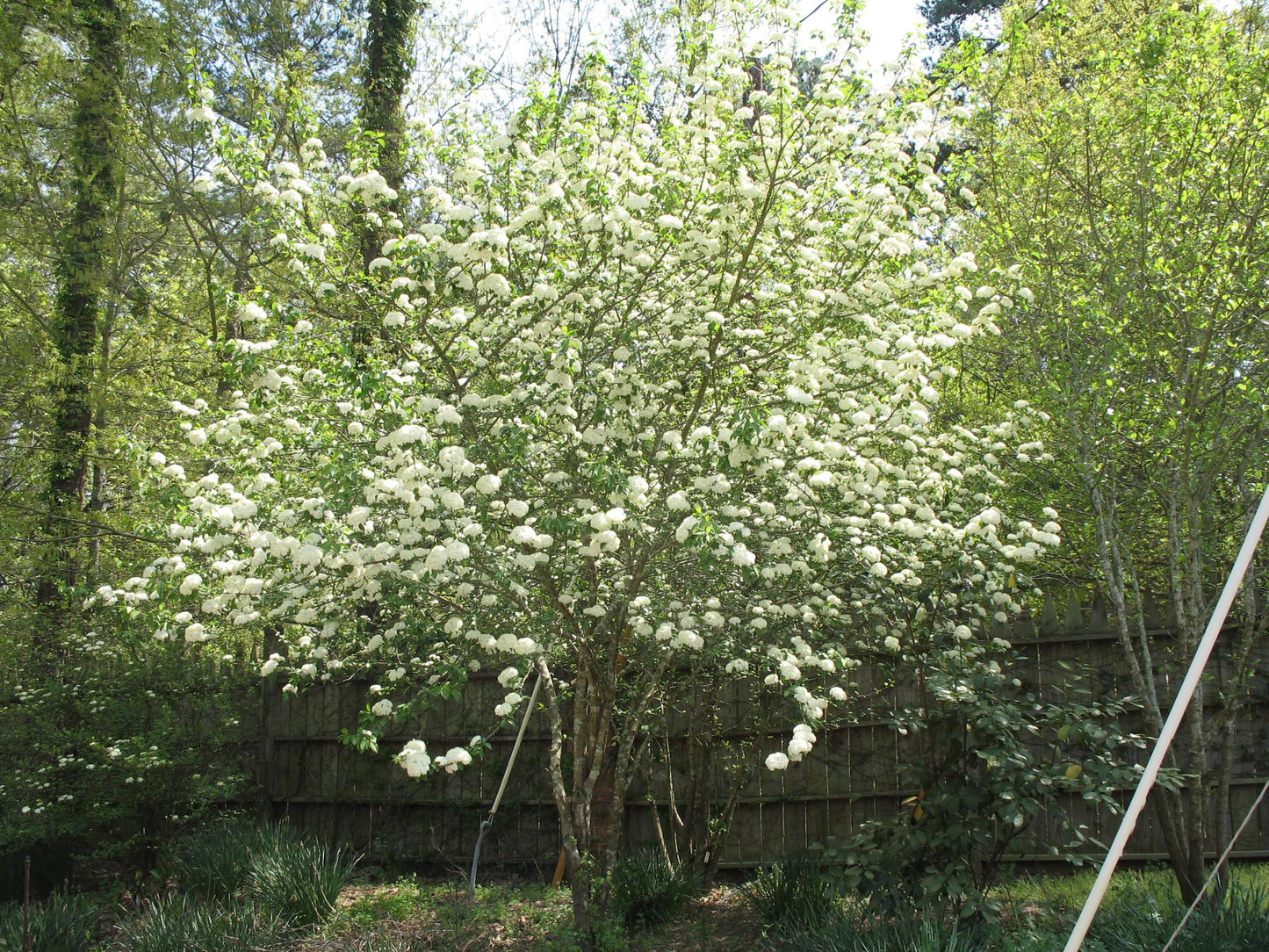 Viburnum Prunifolium - View 33 from www redcrocus com