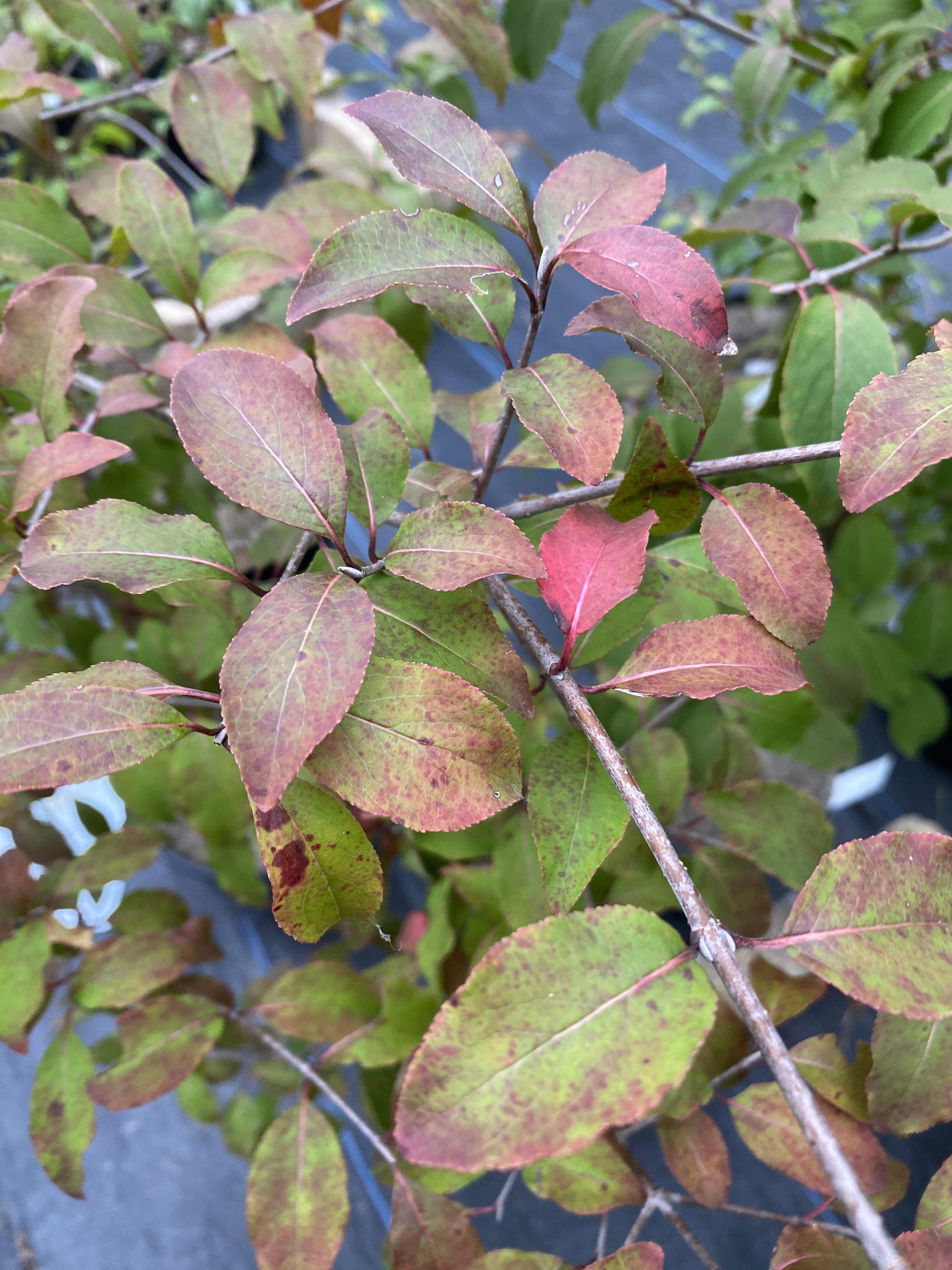 Viburnum Prunifolium - View 34 from www redcrocus com