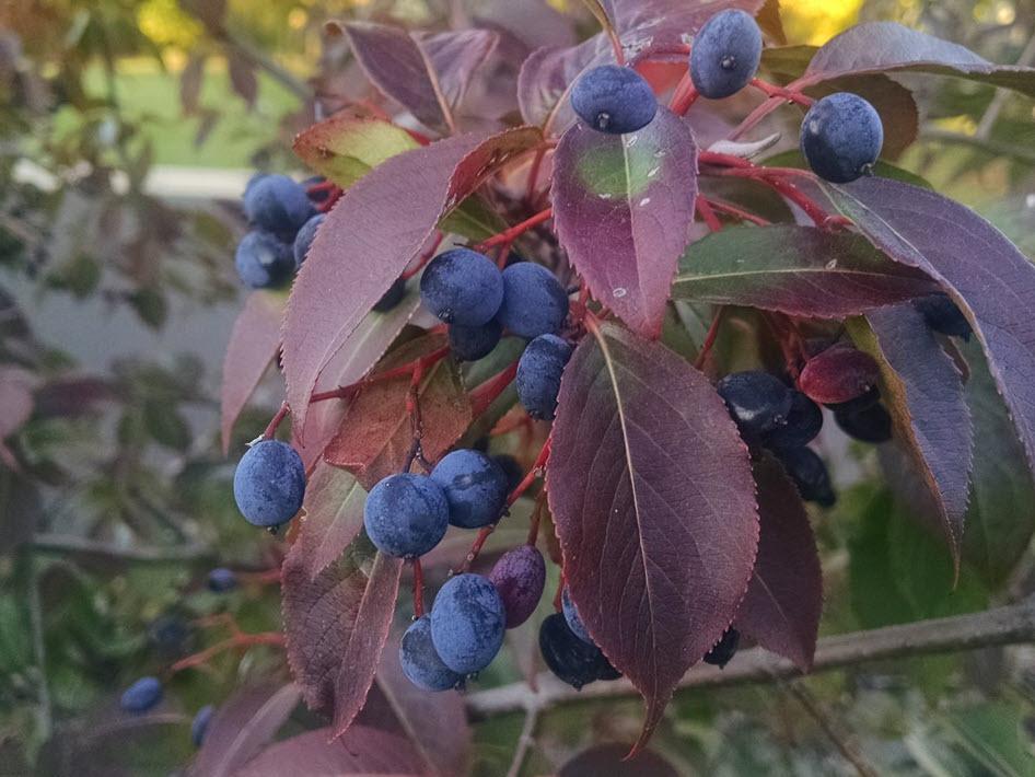 Viburnum Prunifolium - View 39 from www redcrocus com