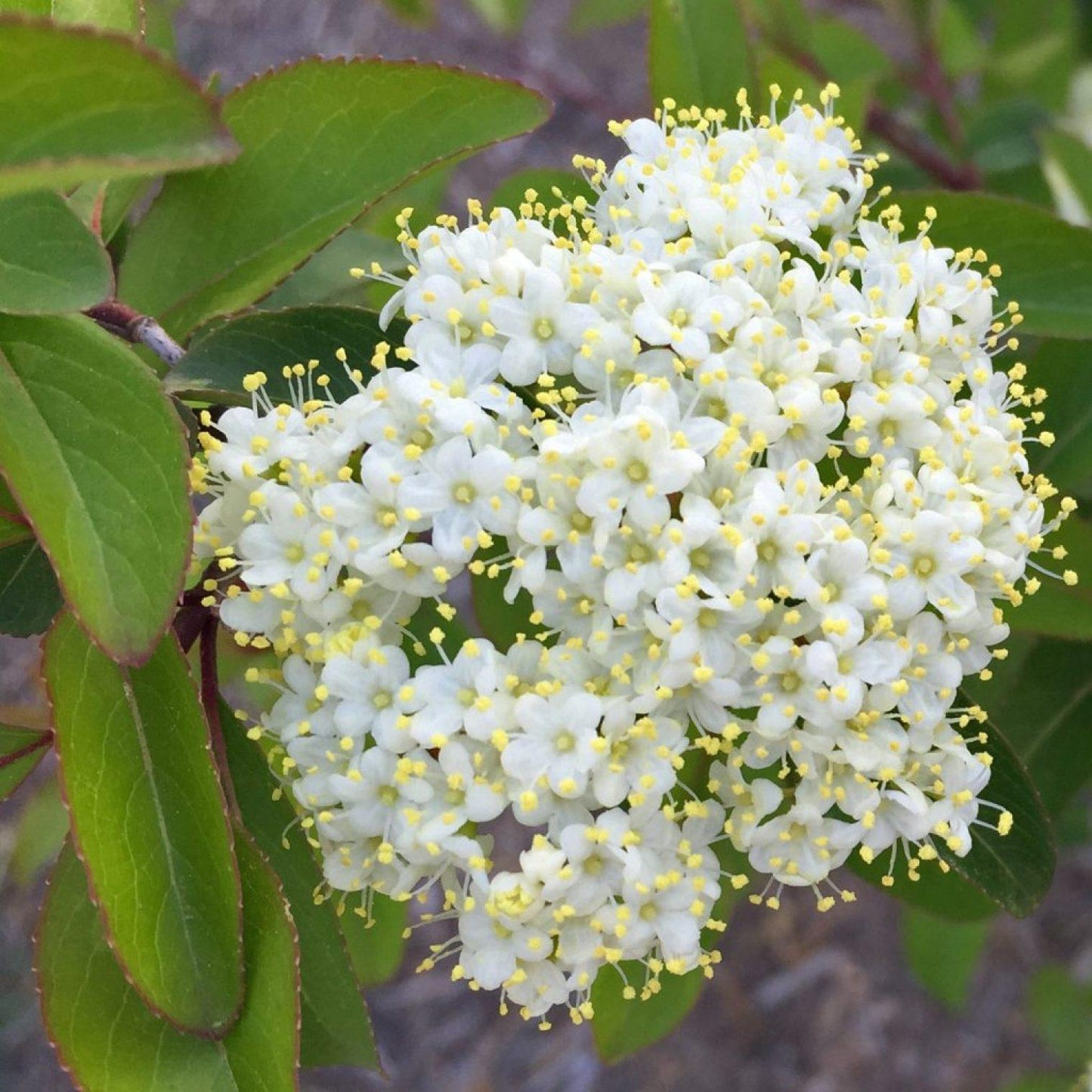 Viburnum Prunifolium - View 8 from www redcrocus com