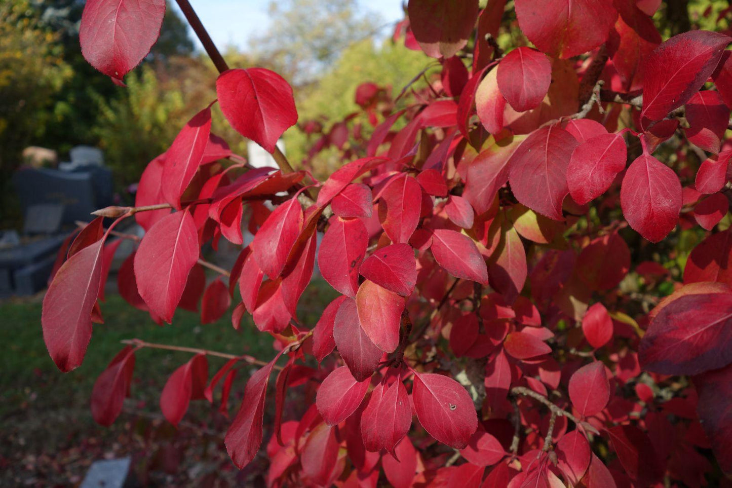 Viburnum Prunifolium - View 9 from www redcrocus com