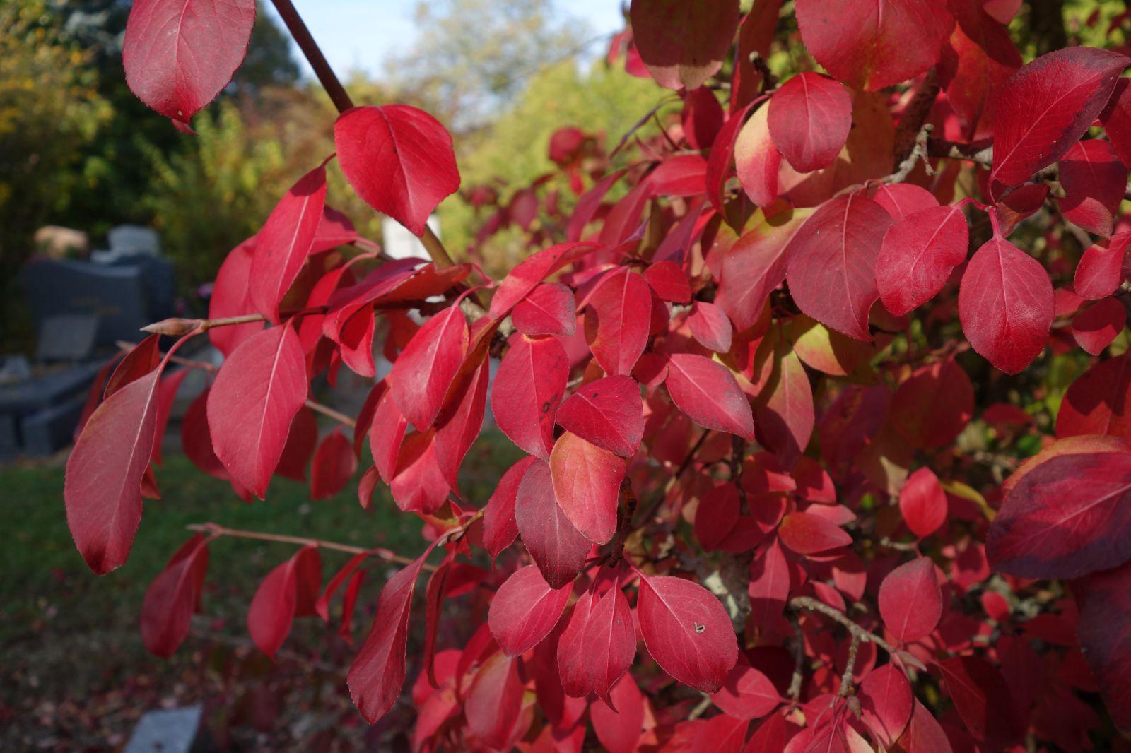 Viburnum Prunifolium - View 9 from www redcrocus com