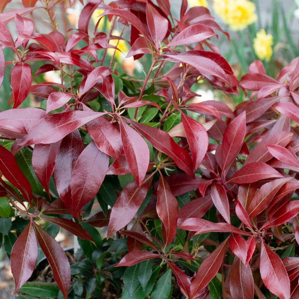 Pieris Japonica Katsura - View 10 from www redcrocus com