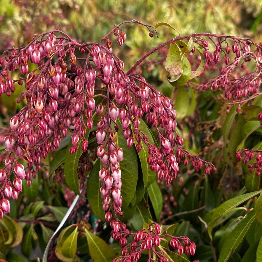 Pieris Japonica Katsura - View 12 from www redcrocus com