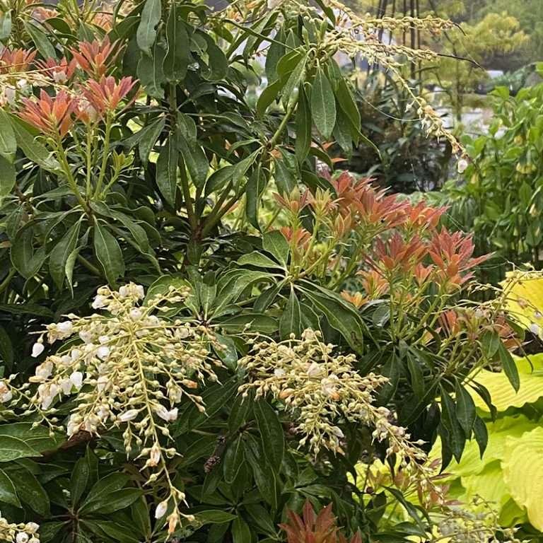 Pieris Japonica Katsura - View 15 from www redcrocus com