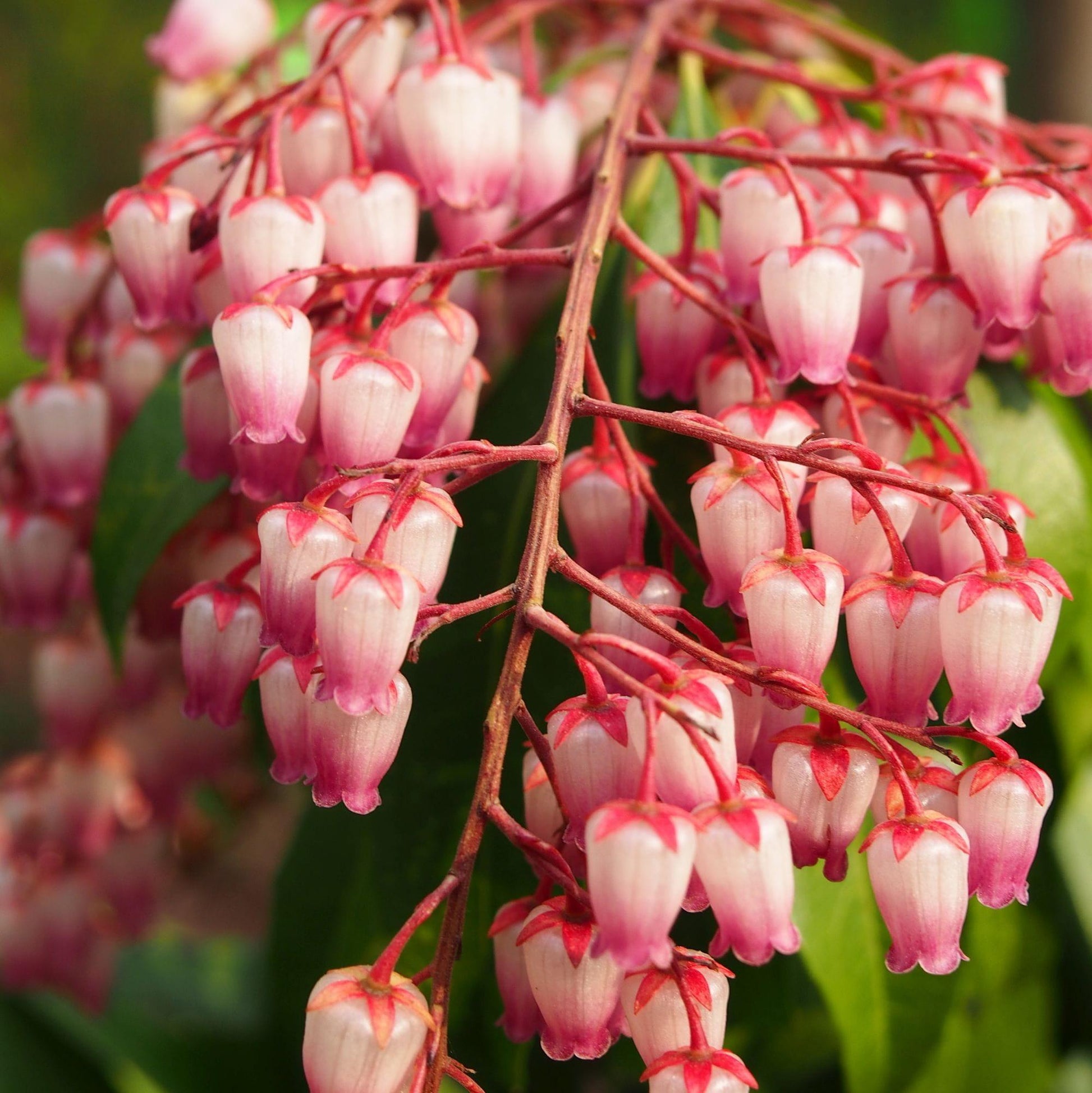 Pieris Japonica Katsura - View 18 from www redcrocus com