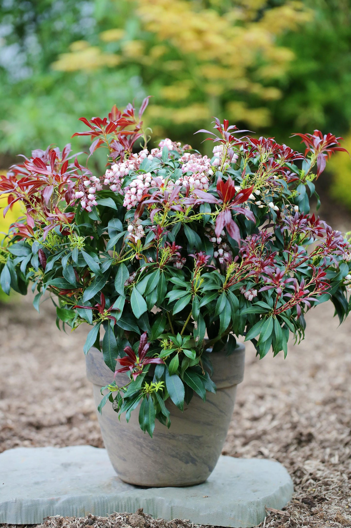 Pieris Japonica Katsura - View 1 from www redcrocus com