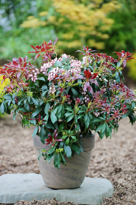 Pieris Japonica Katsura - View 1 from www redcrocus com