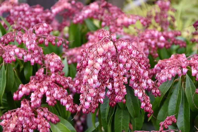 Pieris Japonica Katsura - View 6 from www redcrocus com