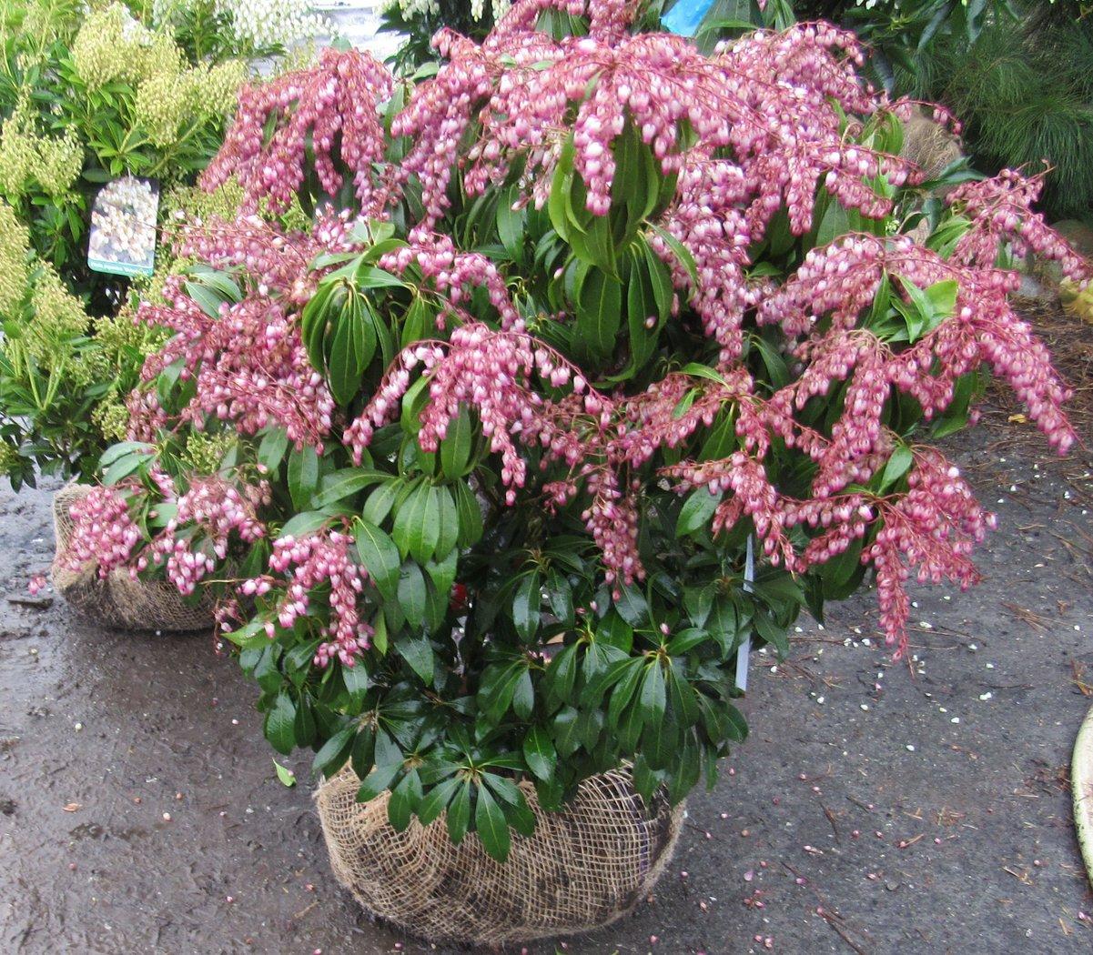 Pieris Japonica Katsura - View 7 from www redcrocus com
