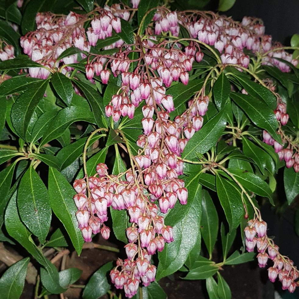 Pieris Japonica Katsura - View 8 from www redcrocus com