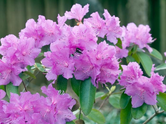 Rhododendron 'pjm Regal' - View 4 from www redcrocus com