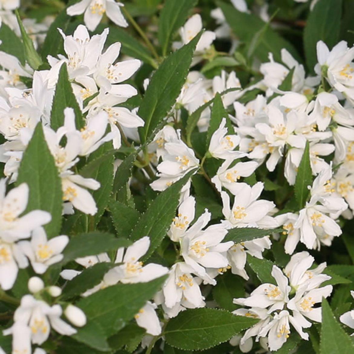 Deutzia Yuki Snowflake - View 10 from www redcrocus com