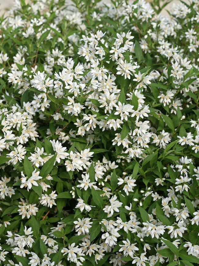 Deutzia Yuki Snowflake - View 12 from www redcrocus com