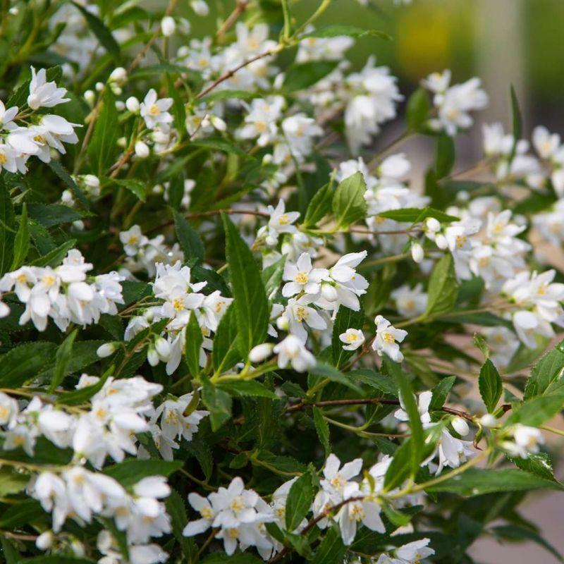 Deutzia Yuki Snowflake - View 13 from www redcrocus com