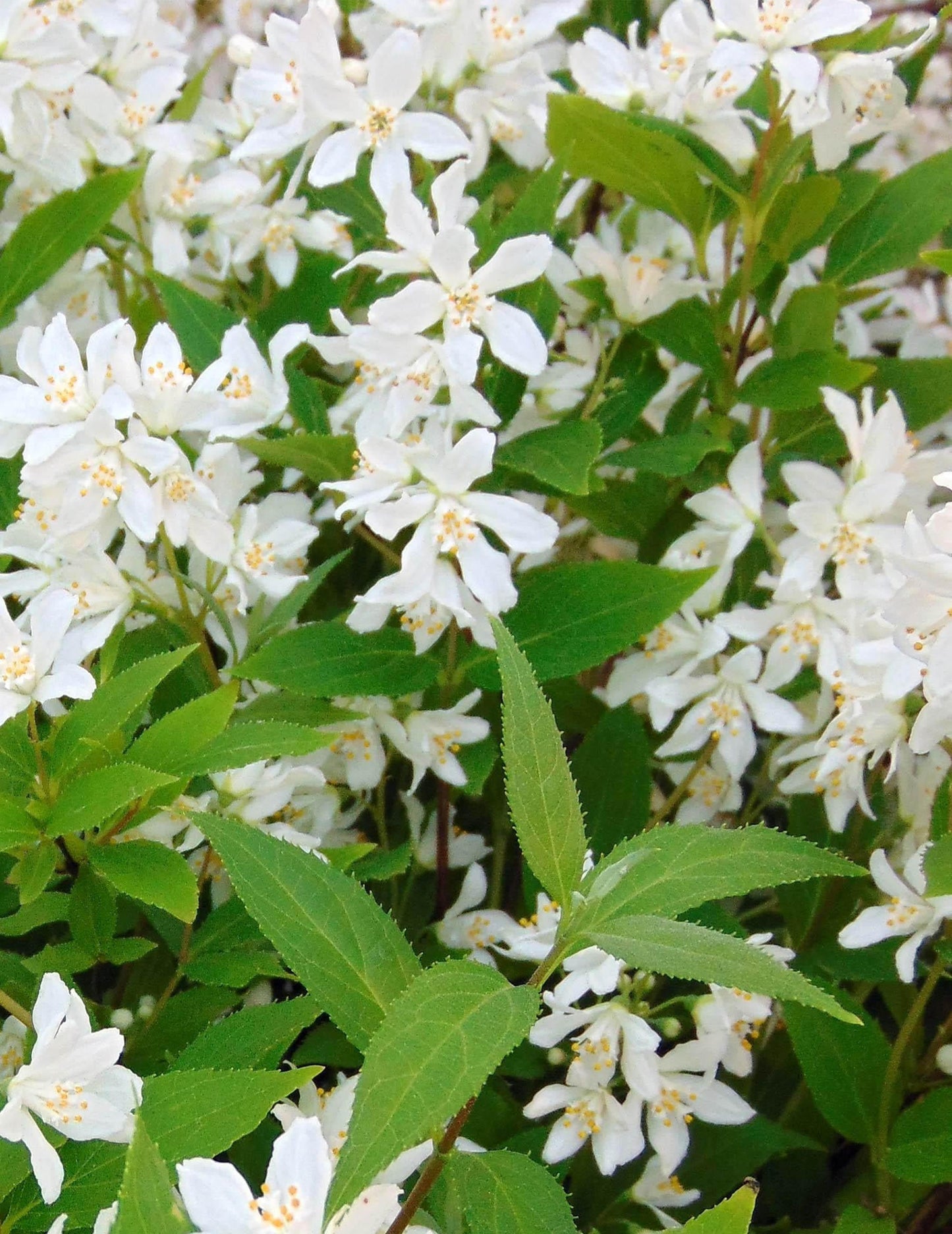 Deutzia Yuki Snowflake - View 14 from www redcrocus com