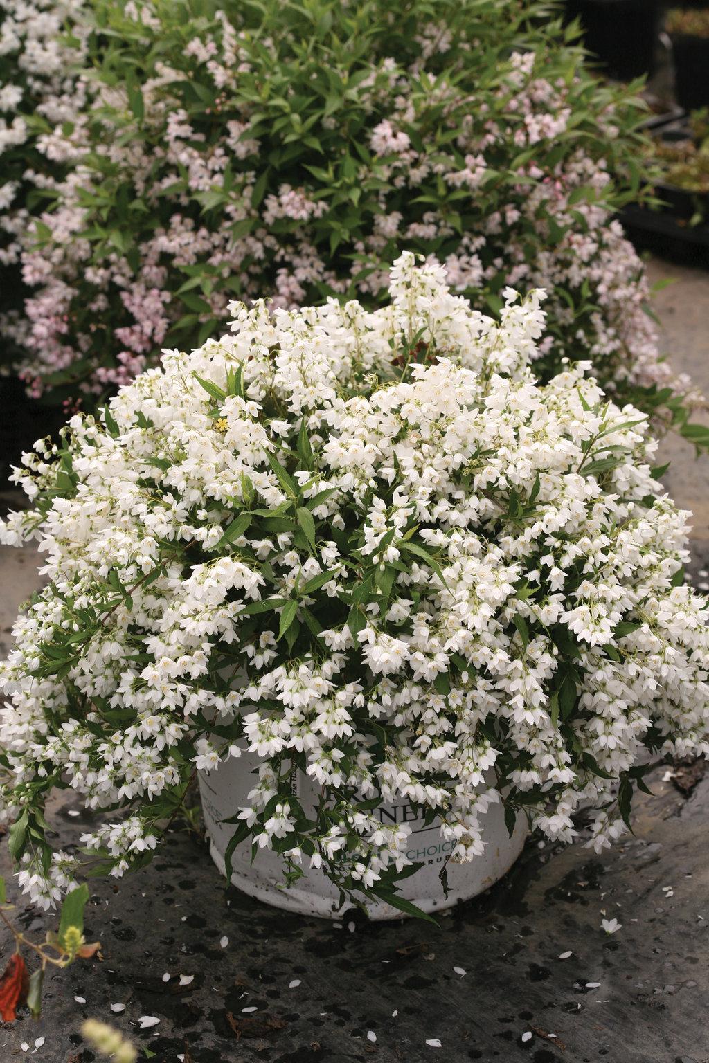 Deutzia Yuki Snowflake - View 15 from www redcrocus com