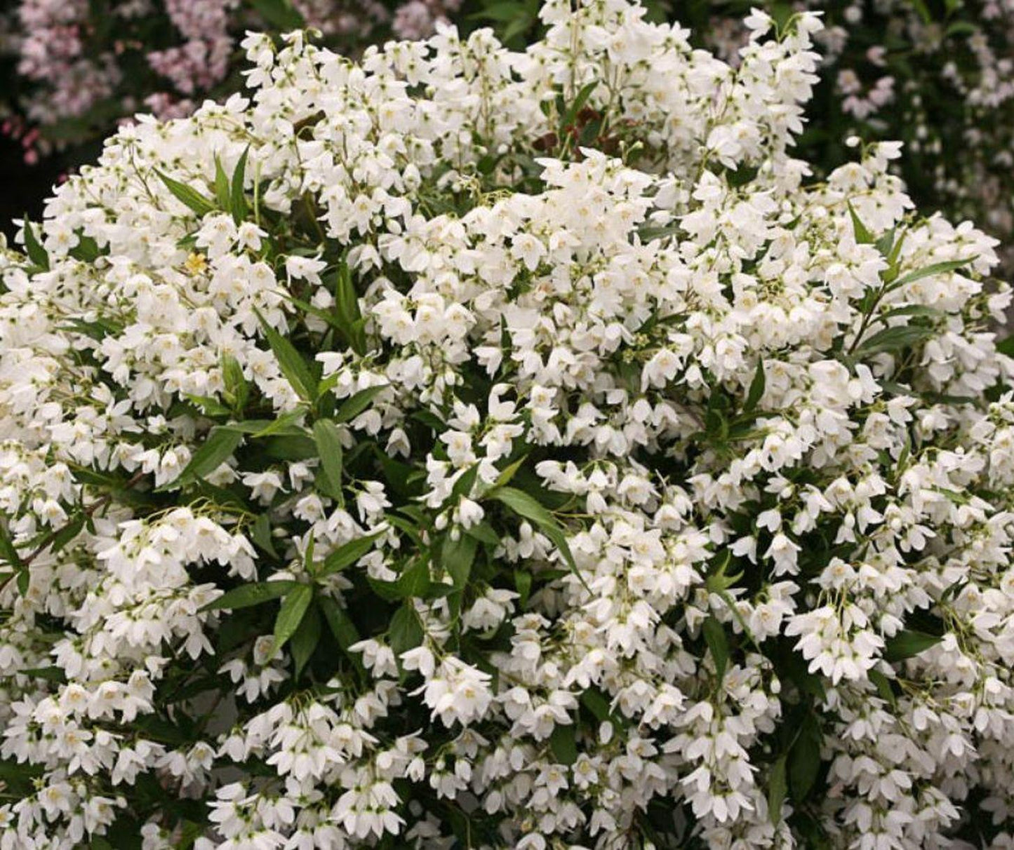 Deutzia Yuki Snowflake - View 16 from www redcrocus com