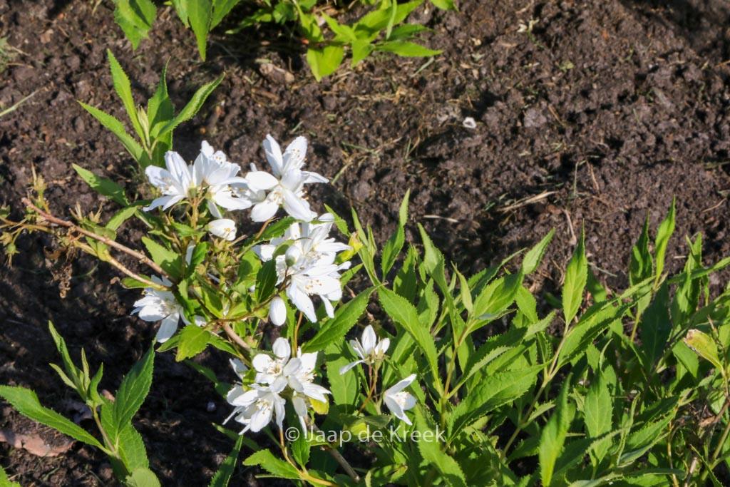 Deutzia Yuki Snowflake - View 18 from www redcrocus com