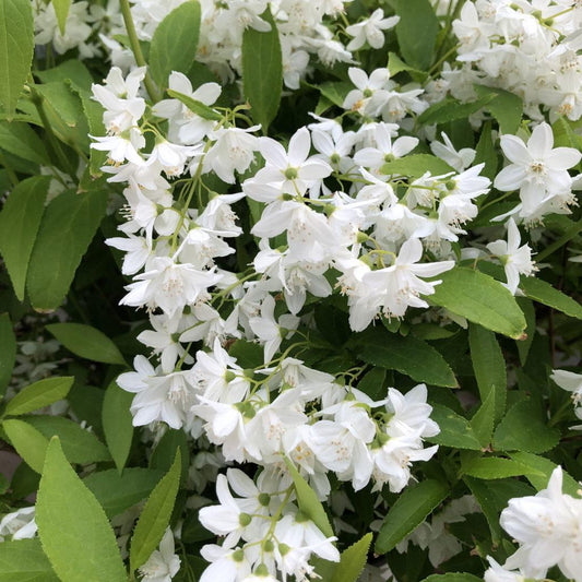 Deutzia Yuki Snowflake - View 1 from www redcrocus com
